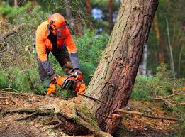 Best Commercial Tree Services  in Gainesville, FL